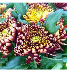 Cr ankara red 70 - CRGANKRED