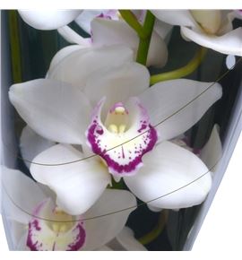 Cymb love me x6 - CYMBLOVME1