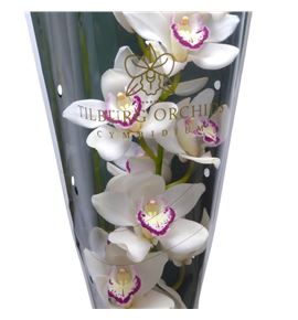 Cymb love me x6 - CYMBLOVME1