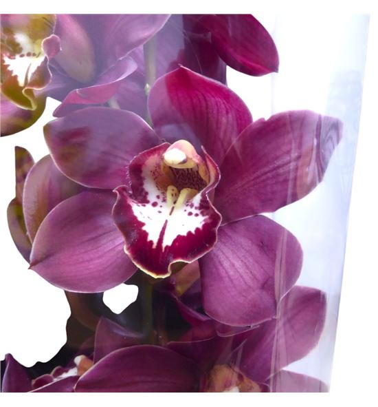 Cymb pink priwine x6 - CYMBPINPRI1