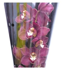 Cymb pink priwine x6 - CYMBPINPRI1