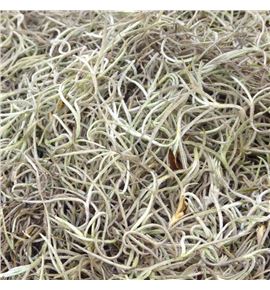 Tillandsia gorda caja - TILGORCAJ