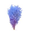 Ruscus fino preservado malva azul - RUSPREMALAZU
