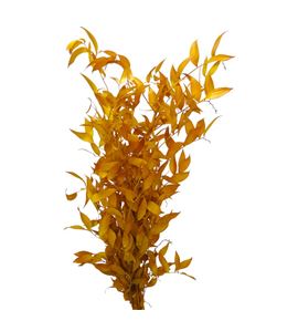 Ruscus it fino preservado amarillo - RUSFINPREAMA