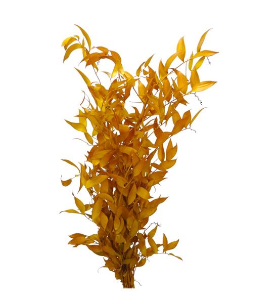 Ruscus it fino preservado amarillo - RUSFINPREAMA