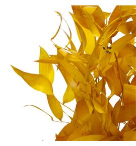 Ruscus it fino preservado amarillo - RUSFINPREAMA