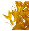 Ruscus it fino preservado amarillo - RUSFINPREAMA1