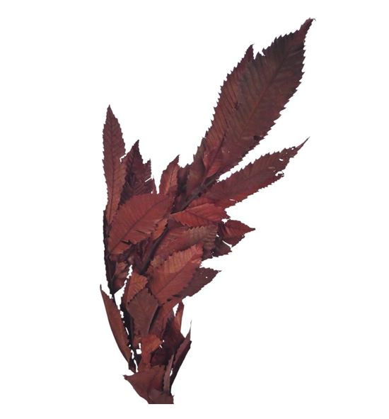 Castaño preservado marron - CASPREMAR