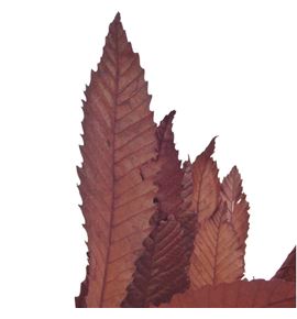 Castaño preservado marron - CASPREMAR