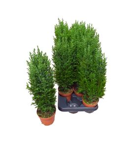 Pl. chameacyparis lawsoniana ellwoodii 40cm x12 - CHALAWELL1251040