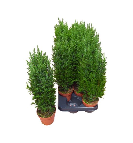 Pl. chameacyparis lawsoniana ellwoodii 40cm x12 - CHALAWELL1251040