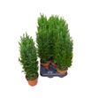 Pl. chameacyparis lawsoniana ellwoodii 40cm x12 - CHALAWELL1251040