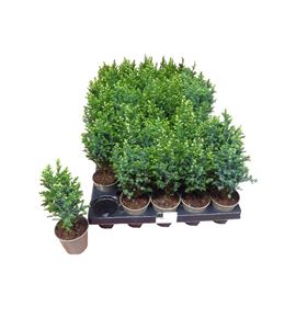 Pl. chameacyparis lawsoniana diverso 20cm x40 - CHALAWDIV20640