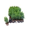 Pl. chameacyparis lawsoniana diverso 20cm x40 - CHALAWDIV20640