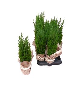 Pl. chameacyparis lawsoniana ellwoodii 37cm x18 - CHALAWELL8937