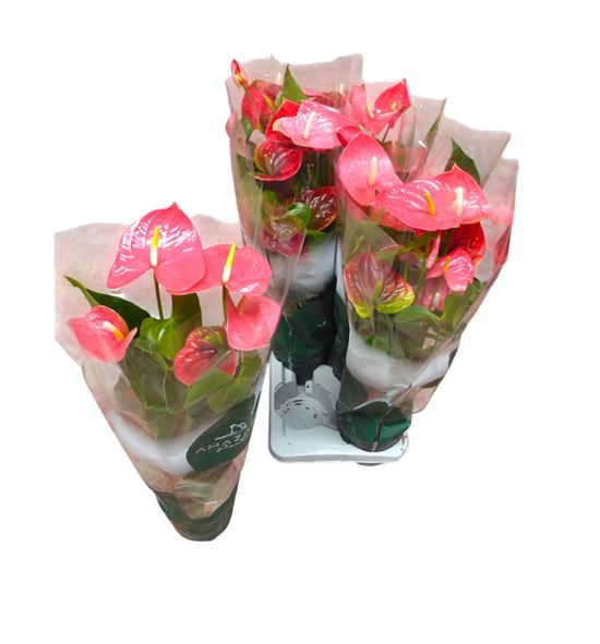 Pl. anthurium colorado x6 70cm - ANTCOL61765