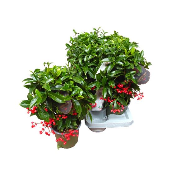 Pl. ardisia boss premium 40cm x7 - ARDBOSPRE71440