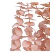 Dried eucalyptus baby preservado rosa - DRIEUCBABROS1