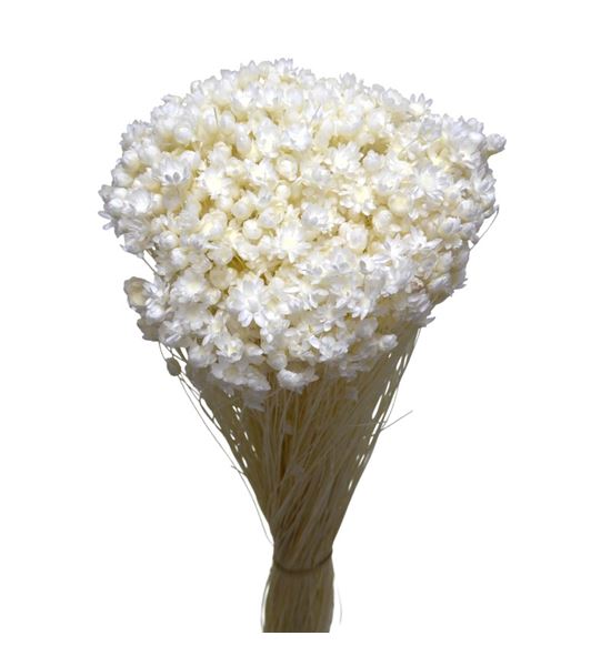 Glixia preservado blanco - GLIPREBLA