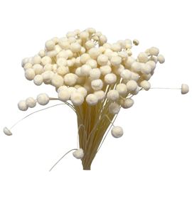 Botao seco blanco - BOTSECBLA