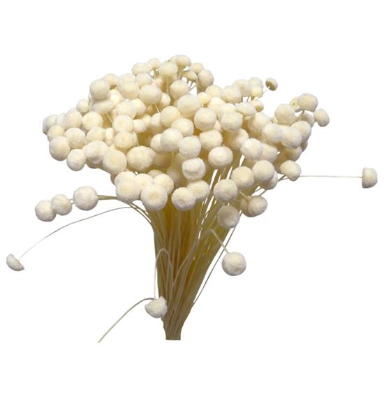 Botao seco blanco - BOTSECBLA