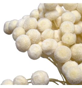 Botao seco blanco - BOTSECBLA