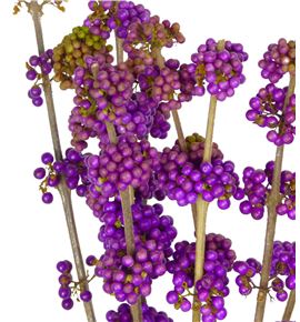 Callicarpa 100 - CAL