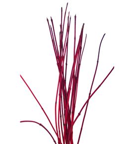 Cornus alba sibirica 190cm - CORALBSIB