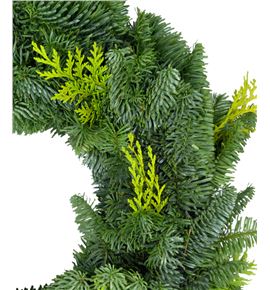 Corona nobilis/tuya 40 - CORNOBTUY