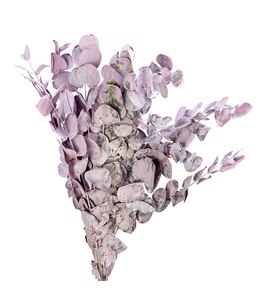Eucaliptus cinerea light rosa 200gr - EUCCINLIGROS