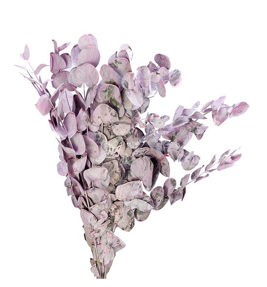 Eucaliptus cinerea light rosa 200gr - EUCCINLIGROS