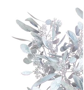 Eucaliptus populus blanco 200gr - EUPOPBLA