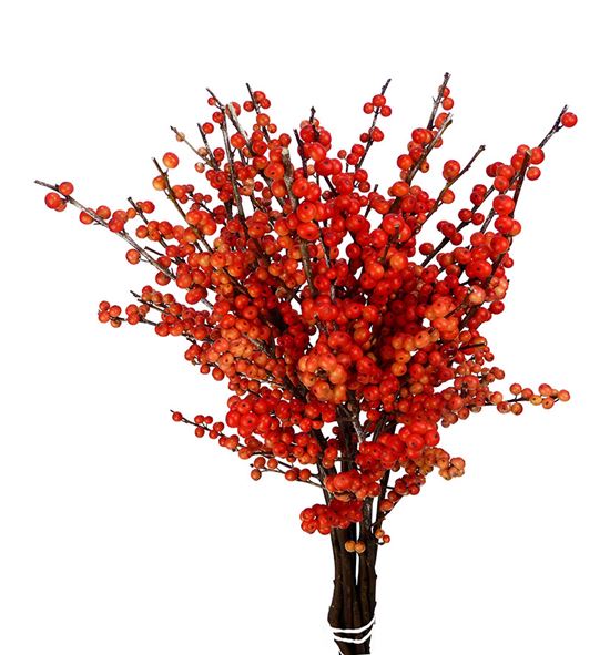 Ilex oudijk´s orange 40 - ILEOUDORA