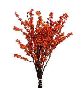 Ilex winter gold 70 - ILEWINGOL