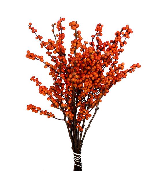 Ilex winter gold 70 - ILEWINGOL