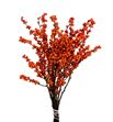Ilex winter gold 70 - ILEWINGOL