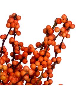 Ilex winter gold 70 - ILEWINGOL