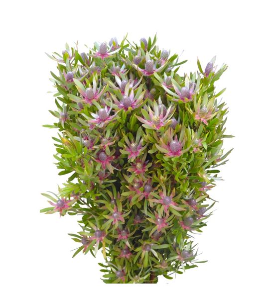 Leuca ayoba star pearl 50 - LEUAYOSTAPEA