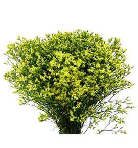 Limonium china lemon 70 - LIMPINDIA