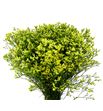 Limonium china lemon 70 - LIMPINDIA
