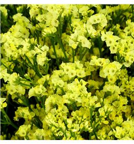 Limonium china lemon 70 - LIMPINDIA