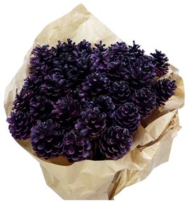 Piña auberg x40 - PINAUBPUR