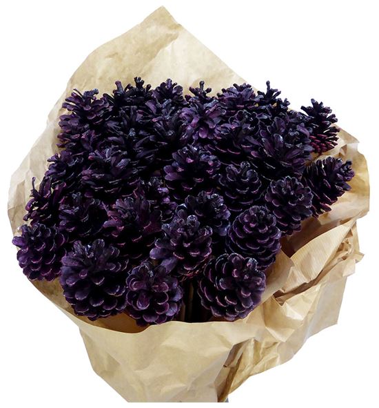 Piña auberg x40 - PINAUBPUR