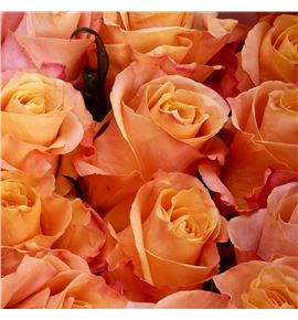 Rosa ecu shimmer 70 - RESHI