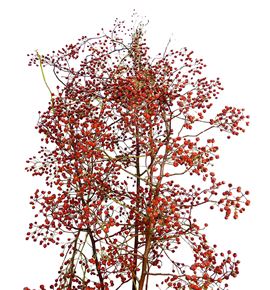 Rozenbottel corallo 120 - ROZCOR