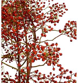 Rozenbottel corallo 120 - ROZCOR