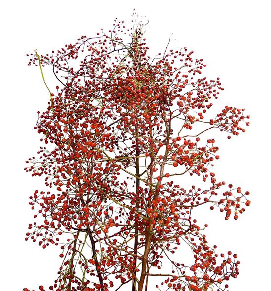 Rozenbottel corallo 190 - ROZCOR