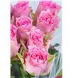 Rosa hol. lovely rhodos 50 - RGRLOVRHO1