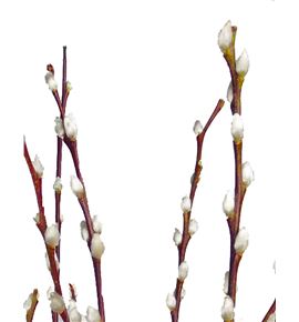 Salix wilgenkatjes 180 - SALWIL