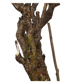 Seringenhout 50 - SER100